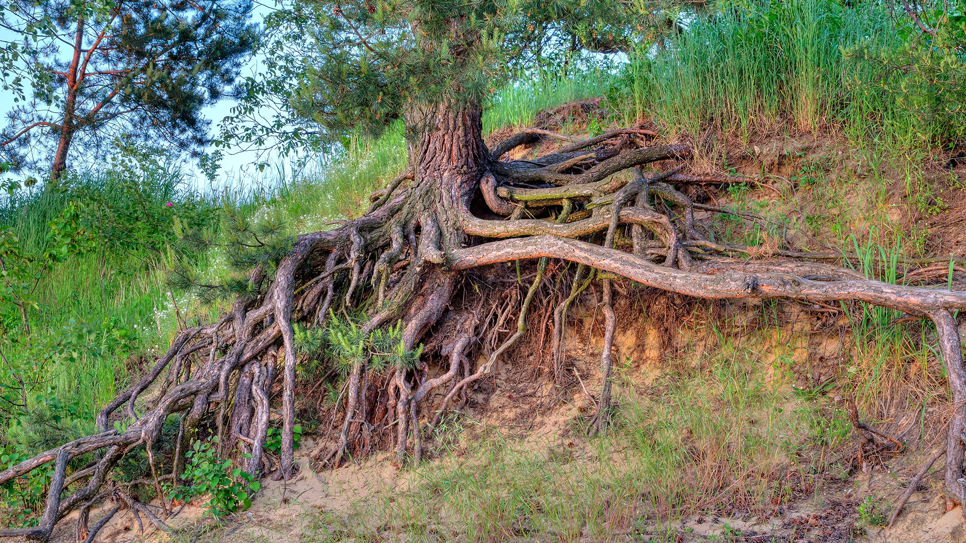 roots protecting from erosion