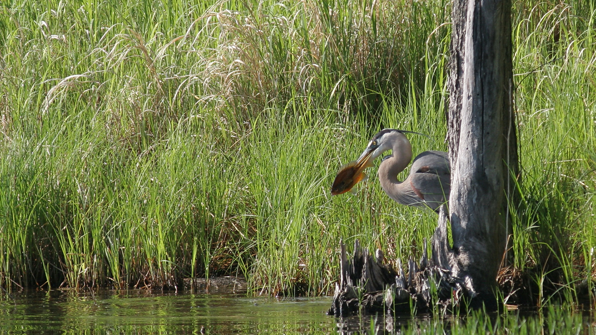 wildlife-habitat-love-your-lake