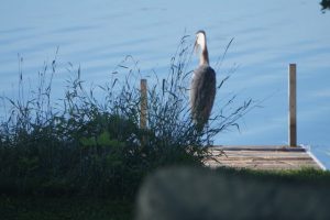 Heron Photo © Anne Gourlay-Langlois