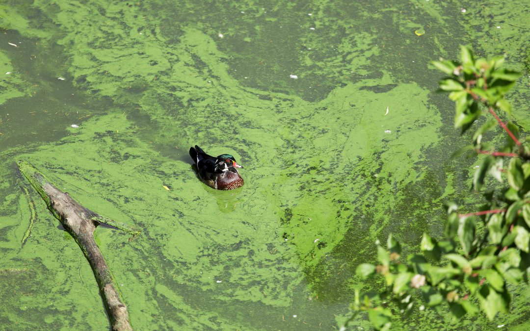 wood duck swimming in an algal bloom in lake