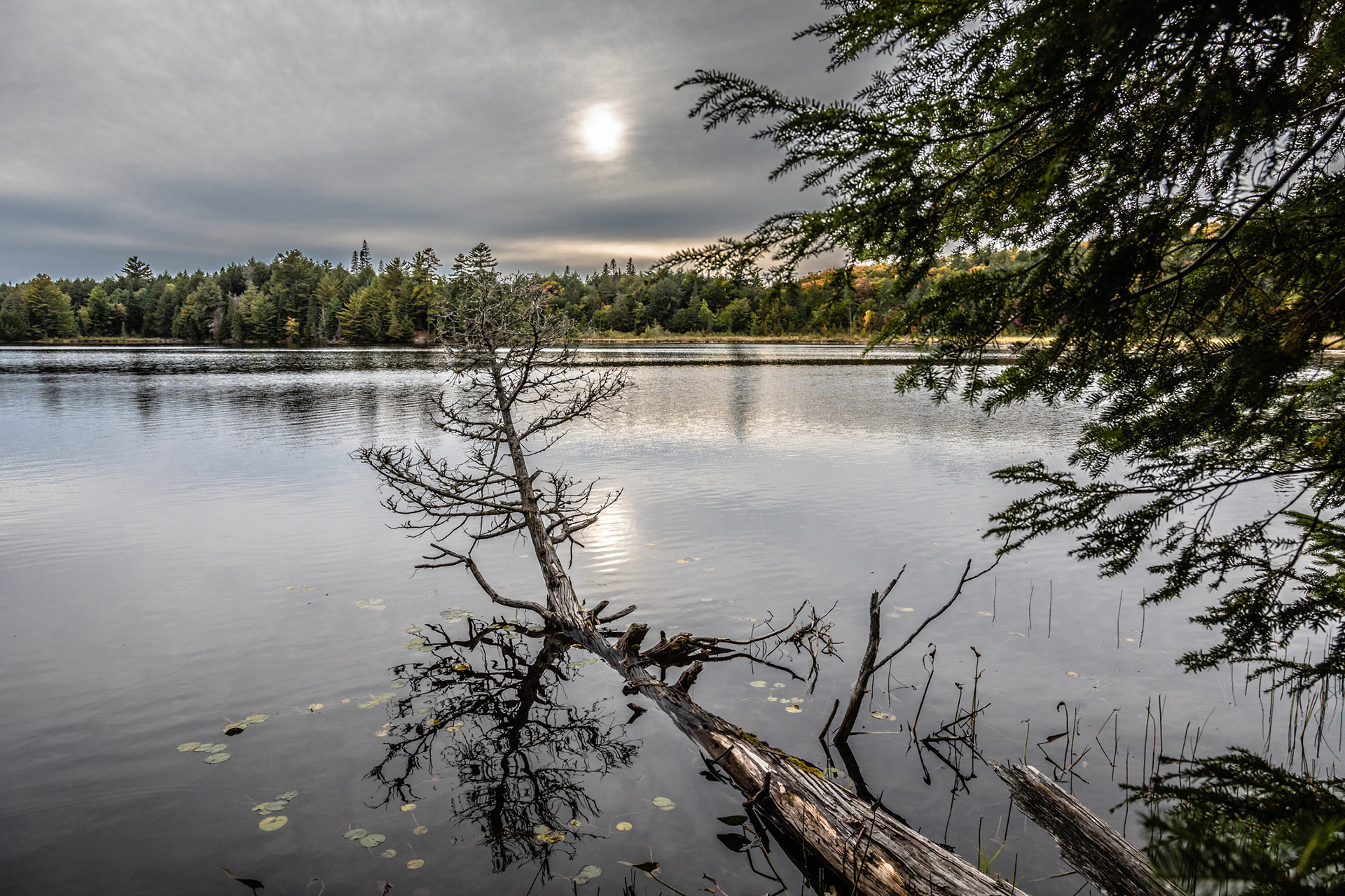 fallen tree in lake