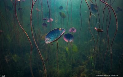 Has Your Lake Been Part of the Love Your Lake Program?