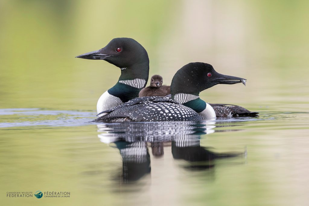 Common Loon parents with their chick.