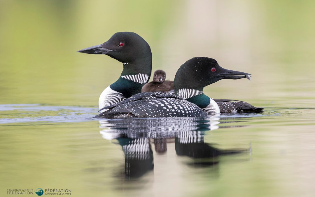 What’s Happening to Canada’s Common Loons?
