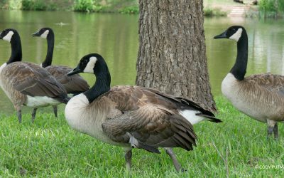 Is a Gaggle of Geese Causing You a Gaggle of Issues?