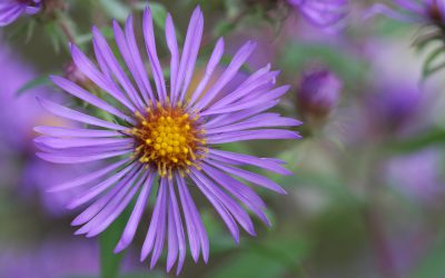 The Importance of Using Native Plants Along Your Shoreline