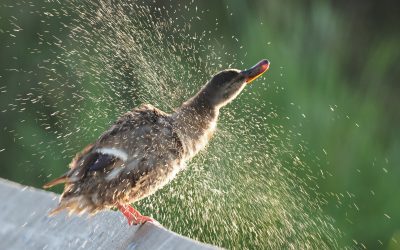Is it OK to bathe in the lake?