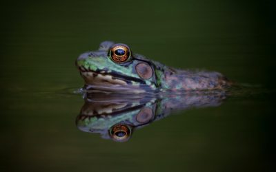 Alarming News: We’re Losing Freshwater and the Species That Depend on Them