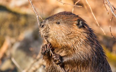 Wrap It Up: Protecting Trees and Shrubs from Beavers