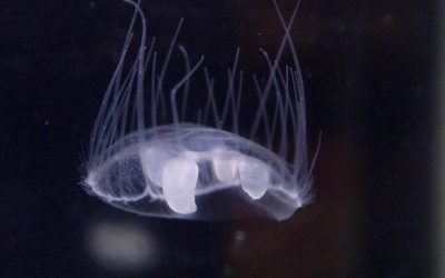 Freshwater Jellyfish… For Real? Six Questions About These Aquatic Animals