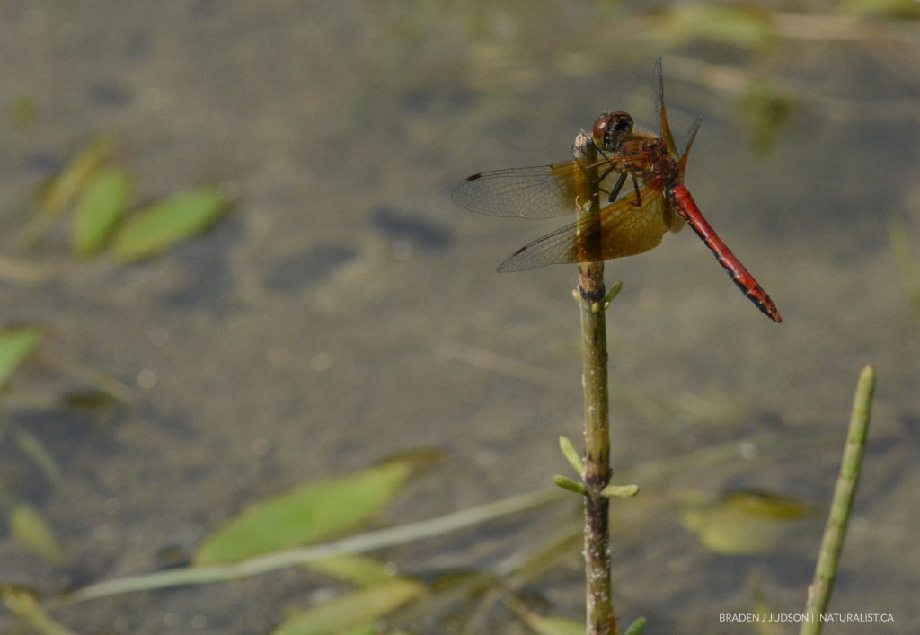 band-winged meadowhawk dragonfly braden judson BC inat