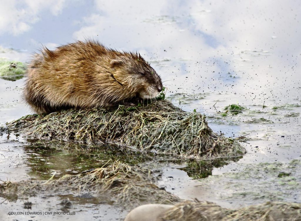 Female mink moving baby. @Dani-Elle Dubé | CWF Photo Club