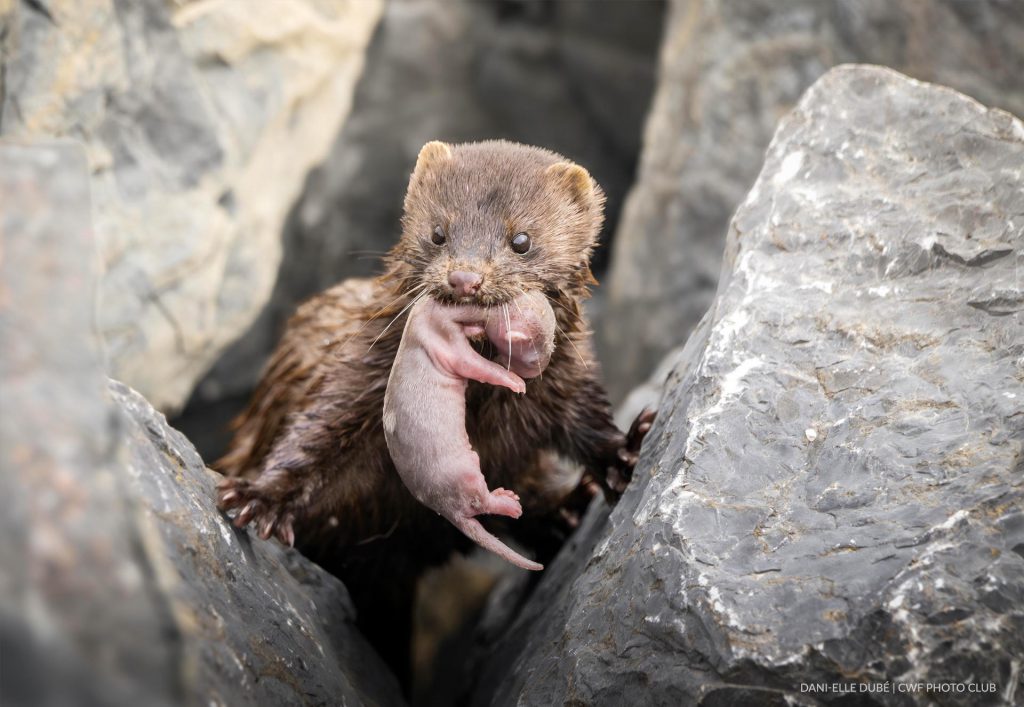 Female American Mink moving her baby @Dani-Elle Dubé | CWF Photo Club