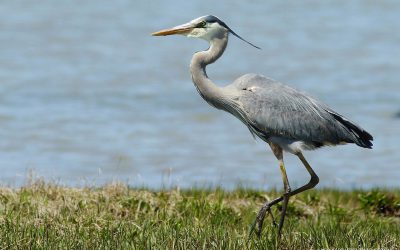 Healthy Shorelines Support Wildlife