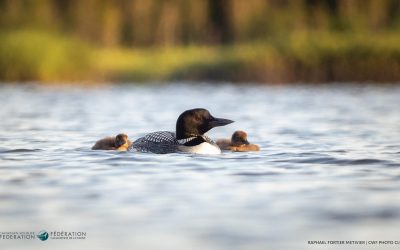 Learning Lessons from Common Loons
