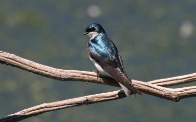 Shorebirds and Aerial Insectivores: Under Pressure